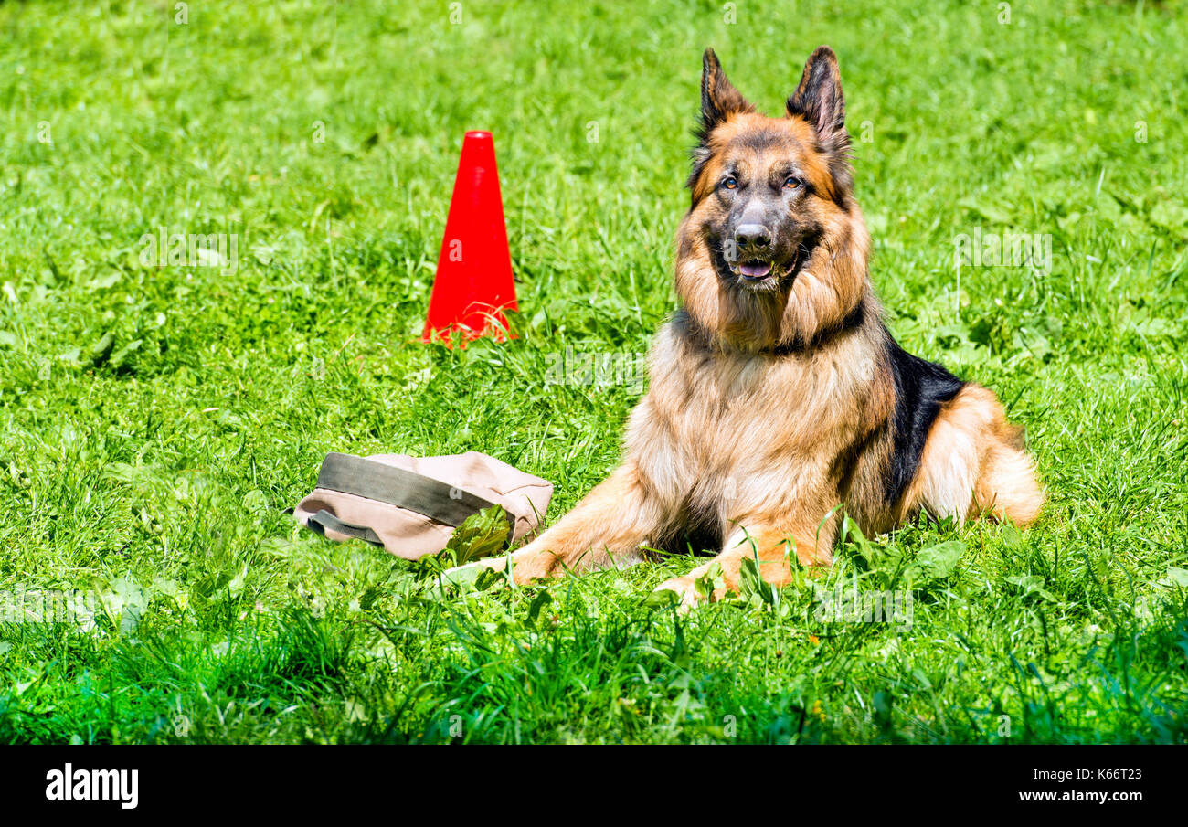 German shepherd command GUARD. The German shepherd is under command