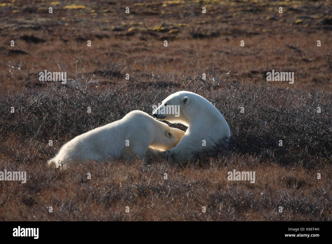 Polar bears at Hudson Bay, Canada Stock Photo