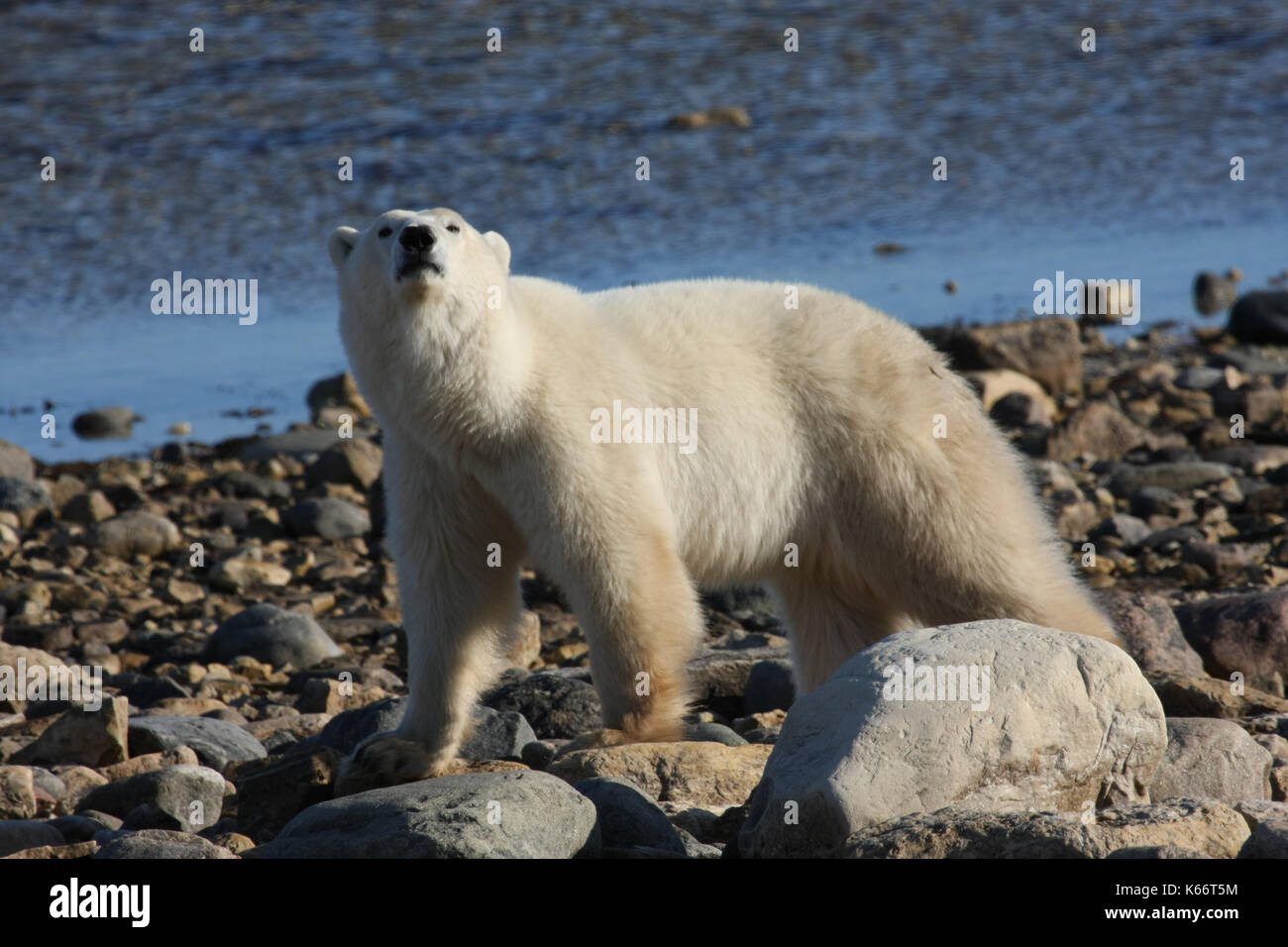 Polar bear at Hudson Bay, Canada Stock Photo