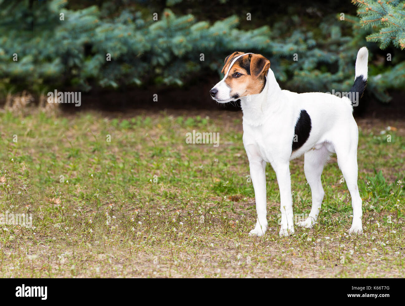 Smooth fox terrier hi-res stock photography and images - Alamy