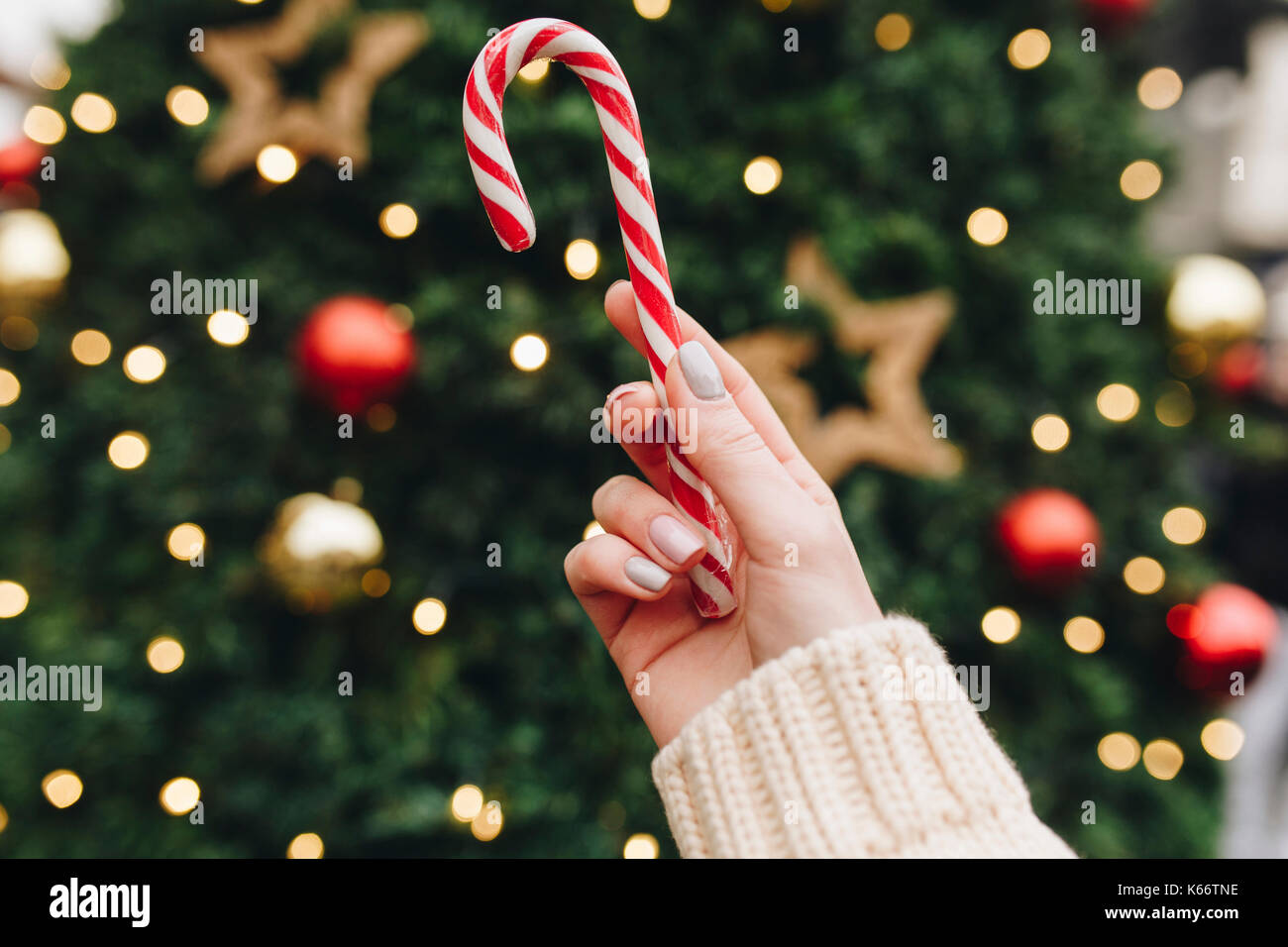 Hand of Caucasian woman holding candy cane near Christmas tree Stock Photo