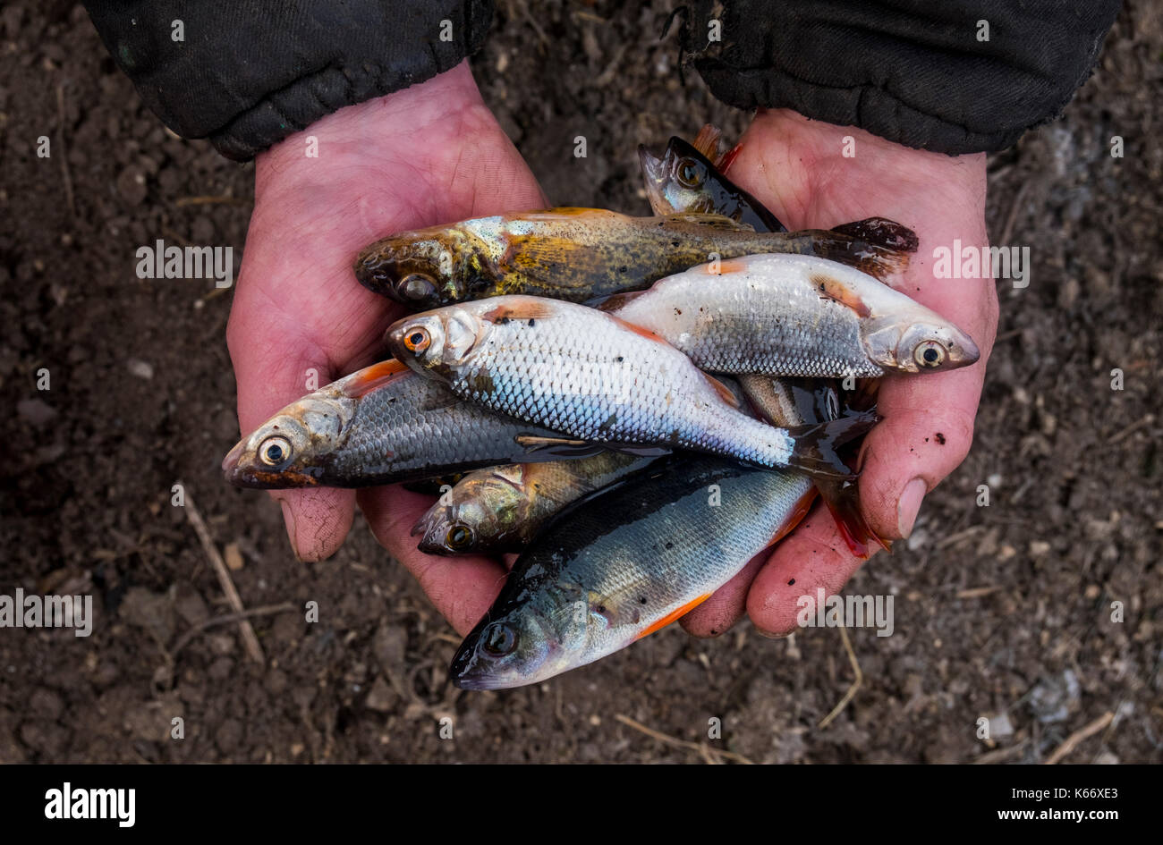 Hands holding fish Stock Photo Alamy