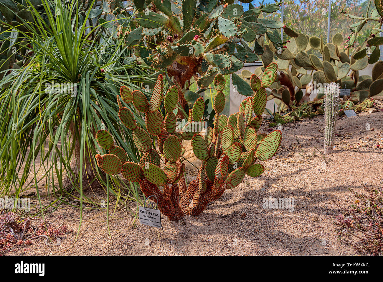 Opuntia Cactus Plant In The Jardin Suspendus In Le Havre, France Stock Photo