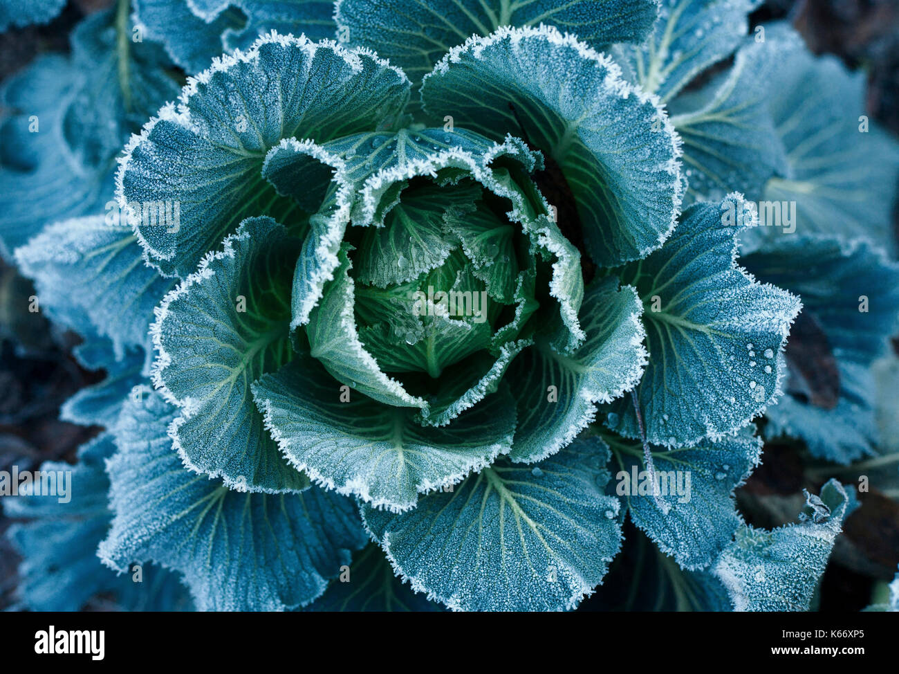 Frost on leaves of lettuce Stock Photo Alamy