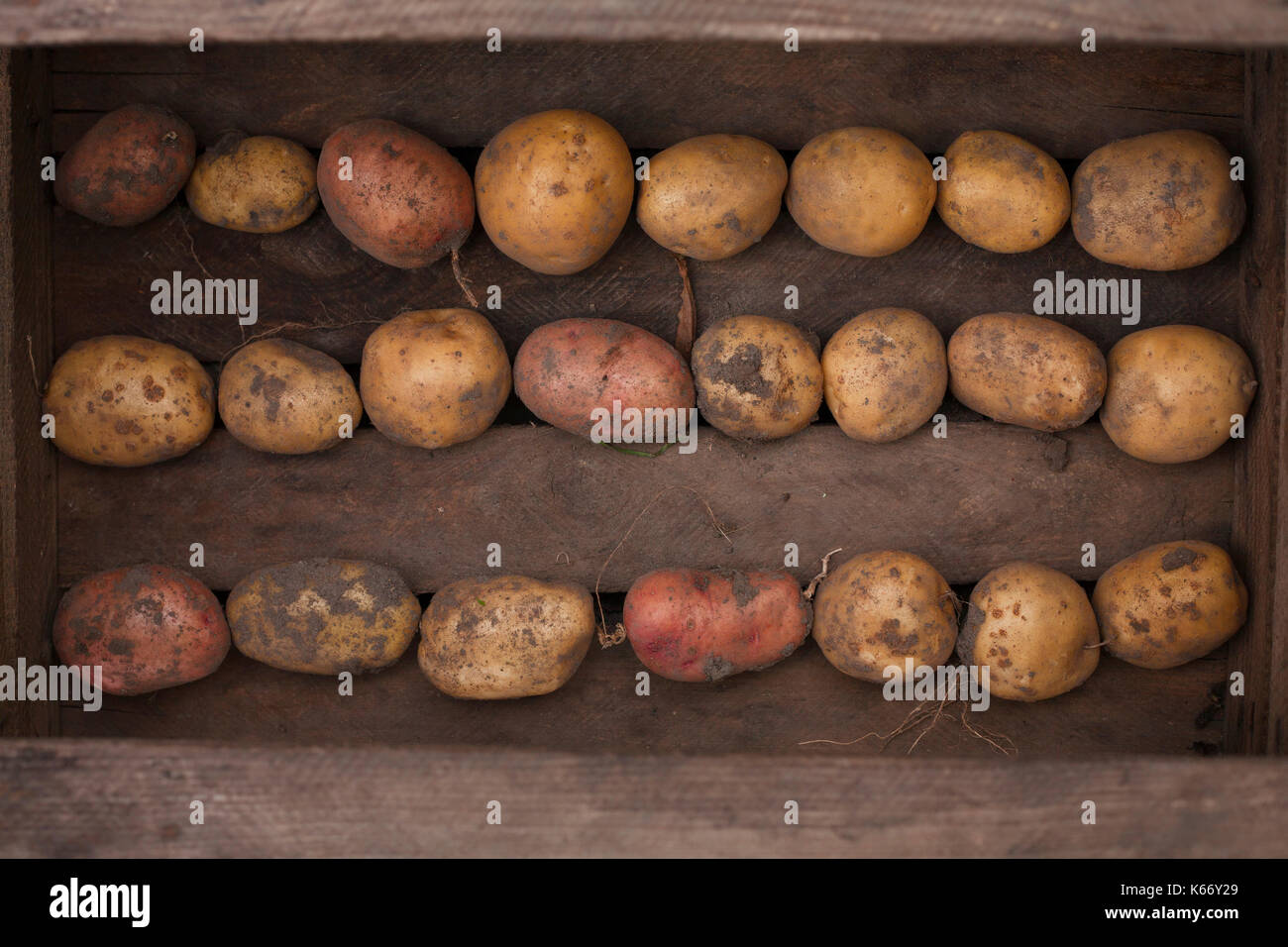 Potatoes in wooden box Stock Photo Alamy