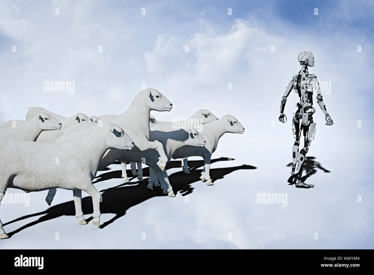 Sheep following robot Stock Photo