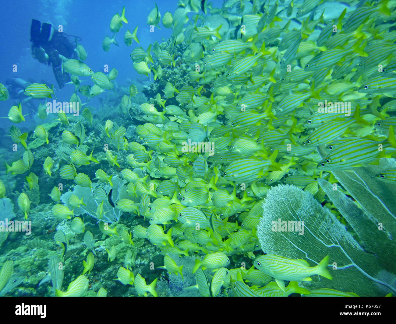 Yellow striped fish hires stock photography and images Alamy