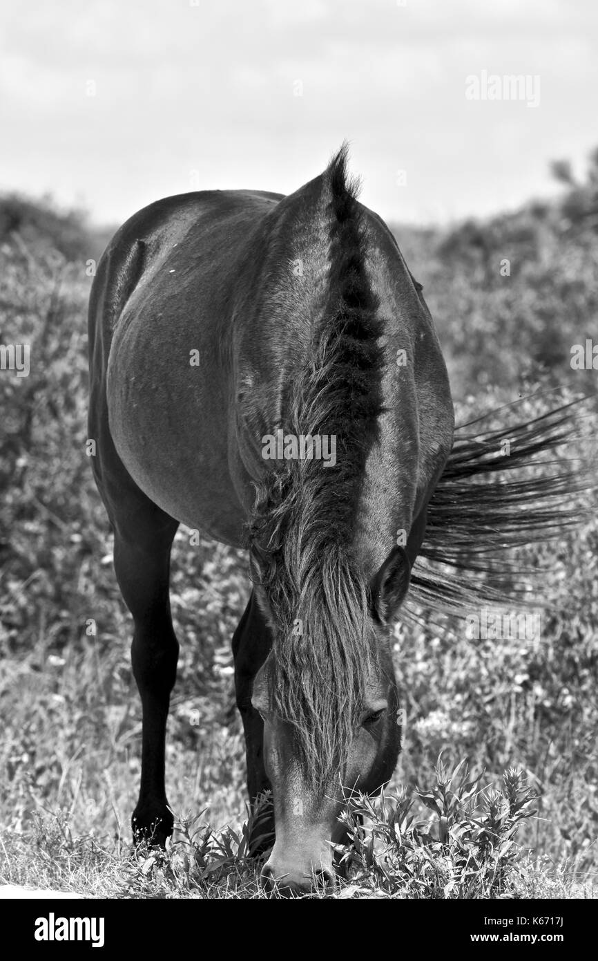 Wild horse (Equus caballus) of the Assateague Island National Seashore Stock Photo