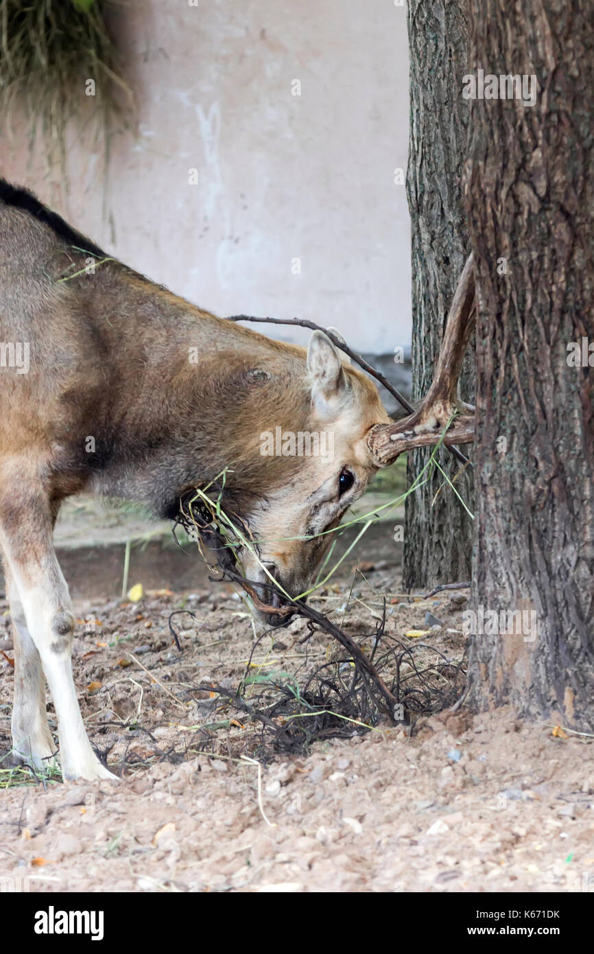 Male Pere Davids deer, a summer hot day Stock Photo