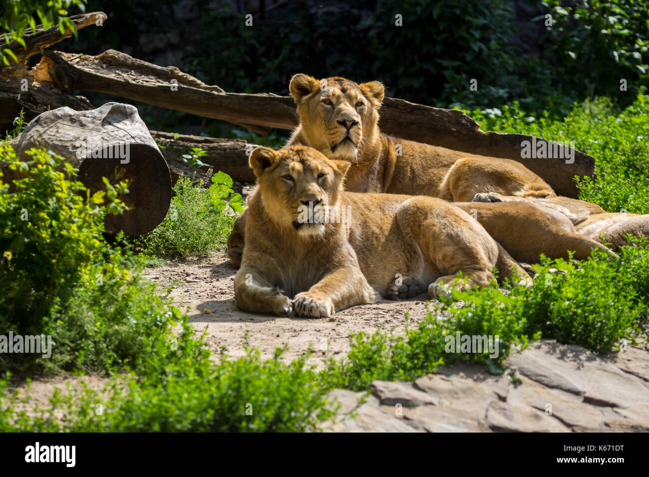 lion pride rests after hunting Stock Photo