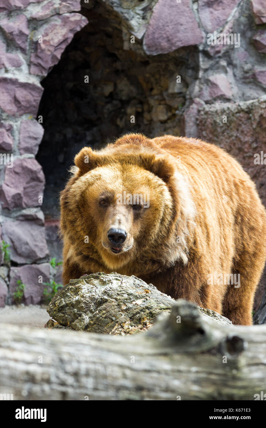 The brown bear came out of the cave Stock Photo