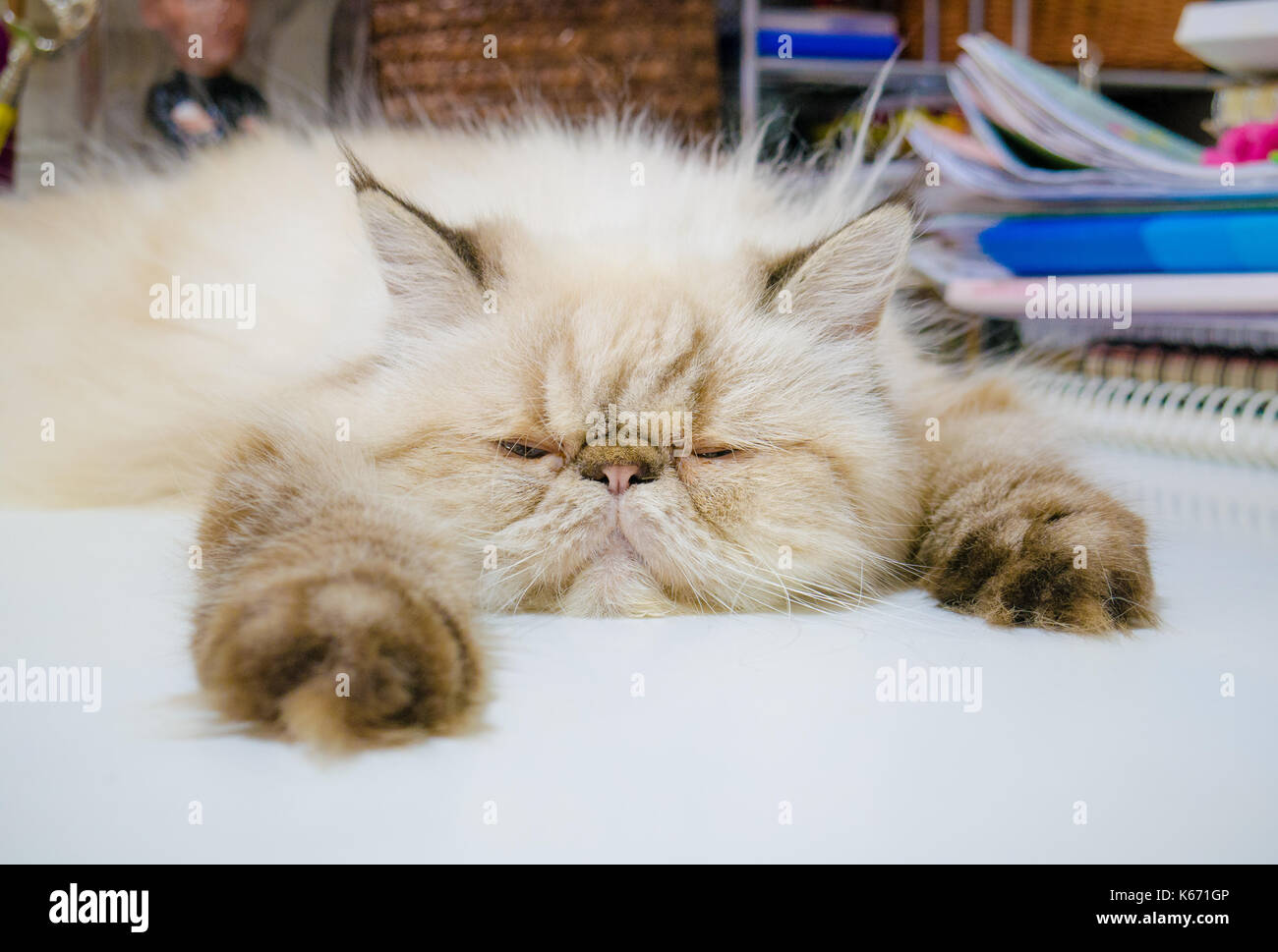 Cat sleeping on the desk Stock Photo Alamy