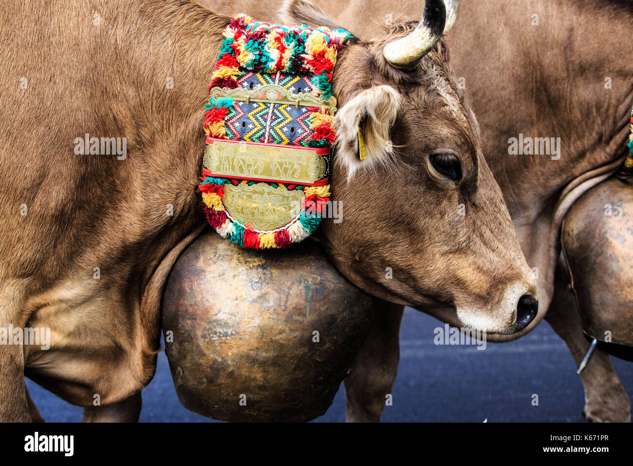 Swiss cows with bells for decoration Stock Photo Alamy