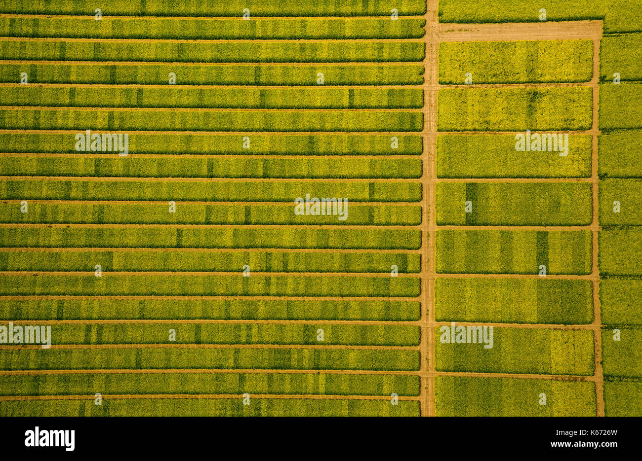 Canola field with divisions for Testsaat, Landwirtschft, agricultural cropland, agricultural test site, Saatoptimierung, yellow rapeseed field in gree Stock Photo