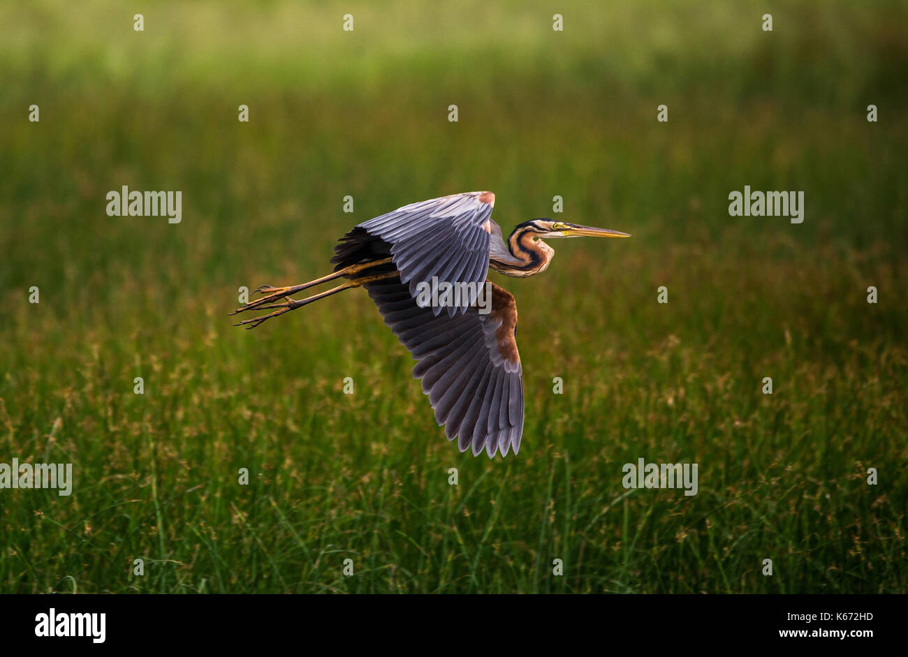 Purple Heron flying over paddy fields Stock Photo