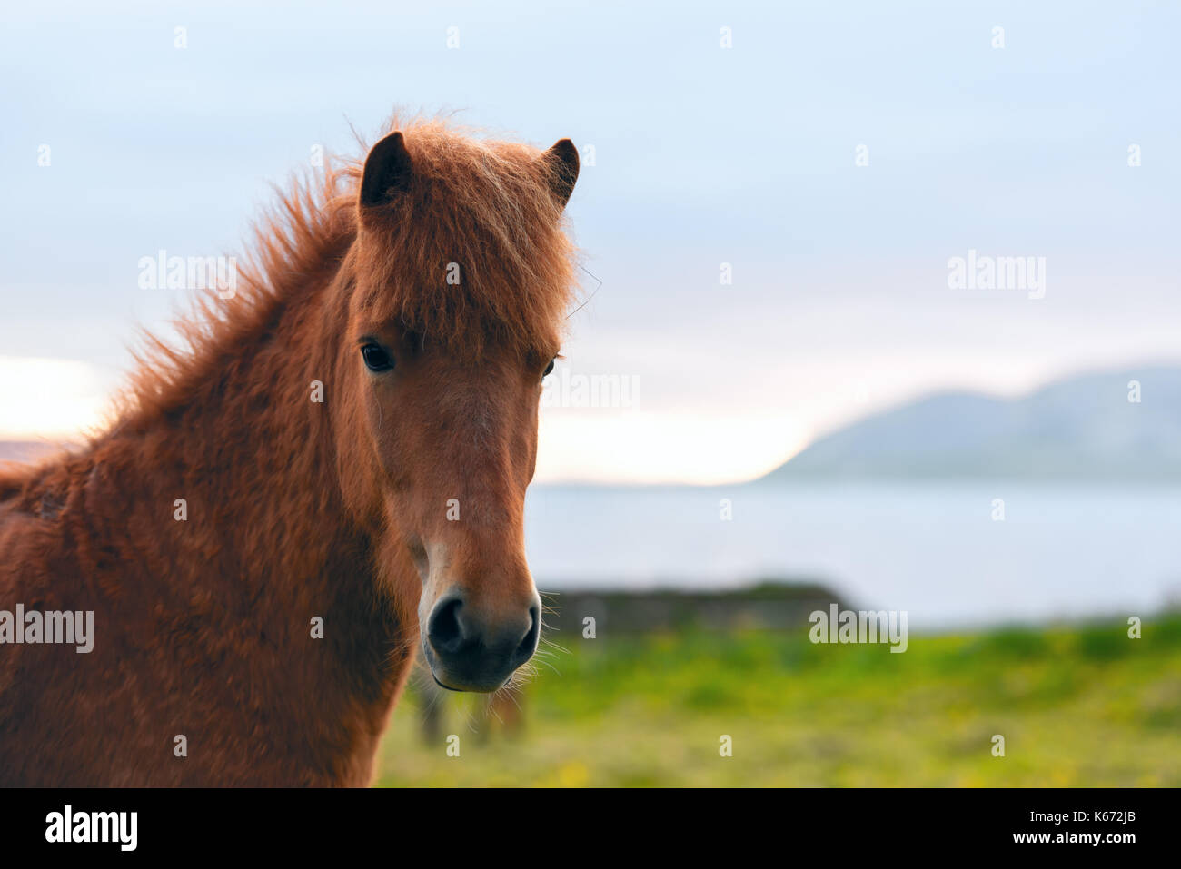 Icelandic horse portrait Stock Photo