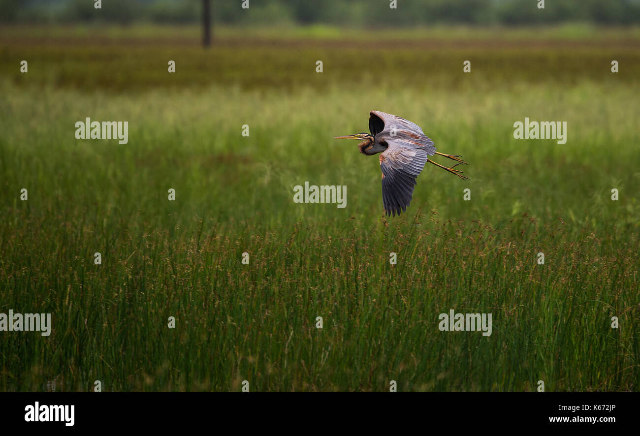 Purple Heron flying across paddy fields during monsoon Stock Photo