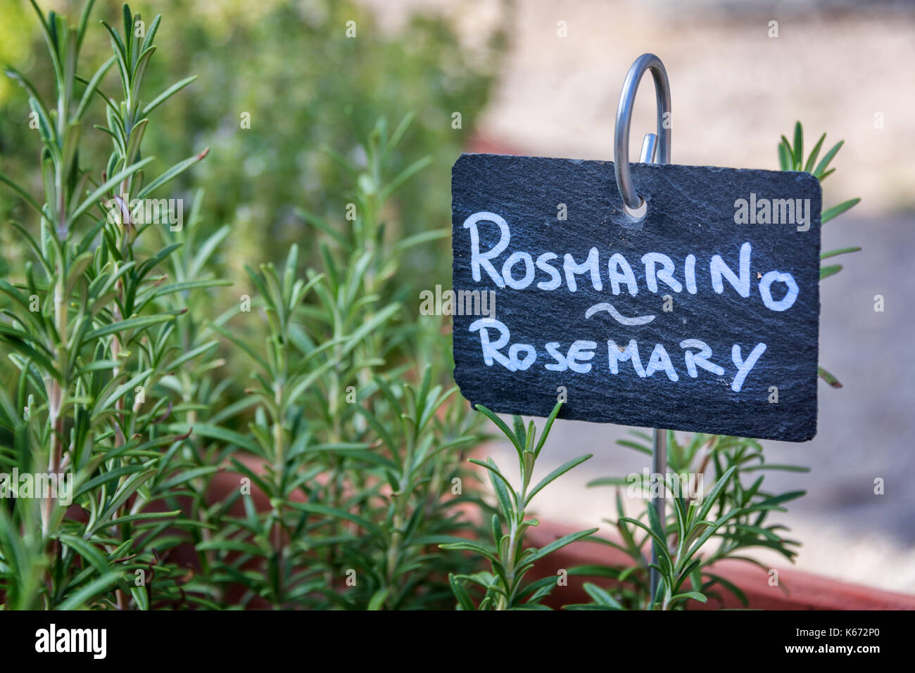 Rosemary growing in a garden, labelled in english and italian (rosmarino) Stock Photo