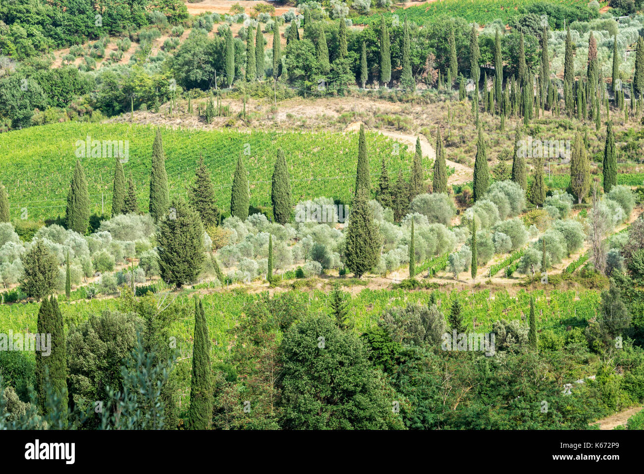 Green landscape of vineyard and cypress trees near Montalcino, Tuscany, Italy Stock Photo