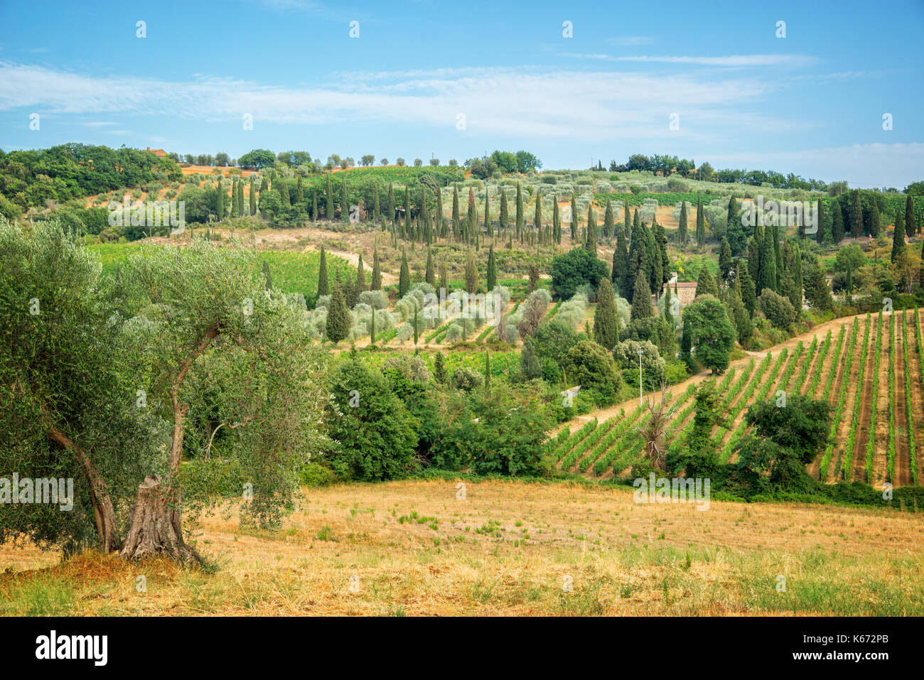 Landscape of vineyard and cypress trees near Montalcino, Tuscany, Italy Stock Photo