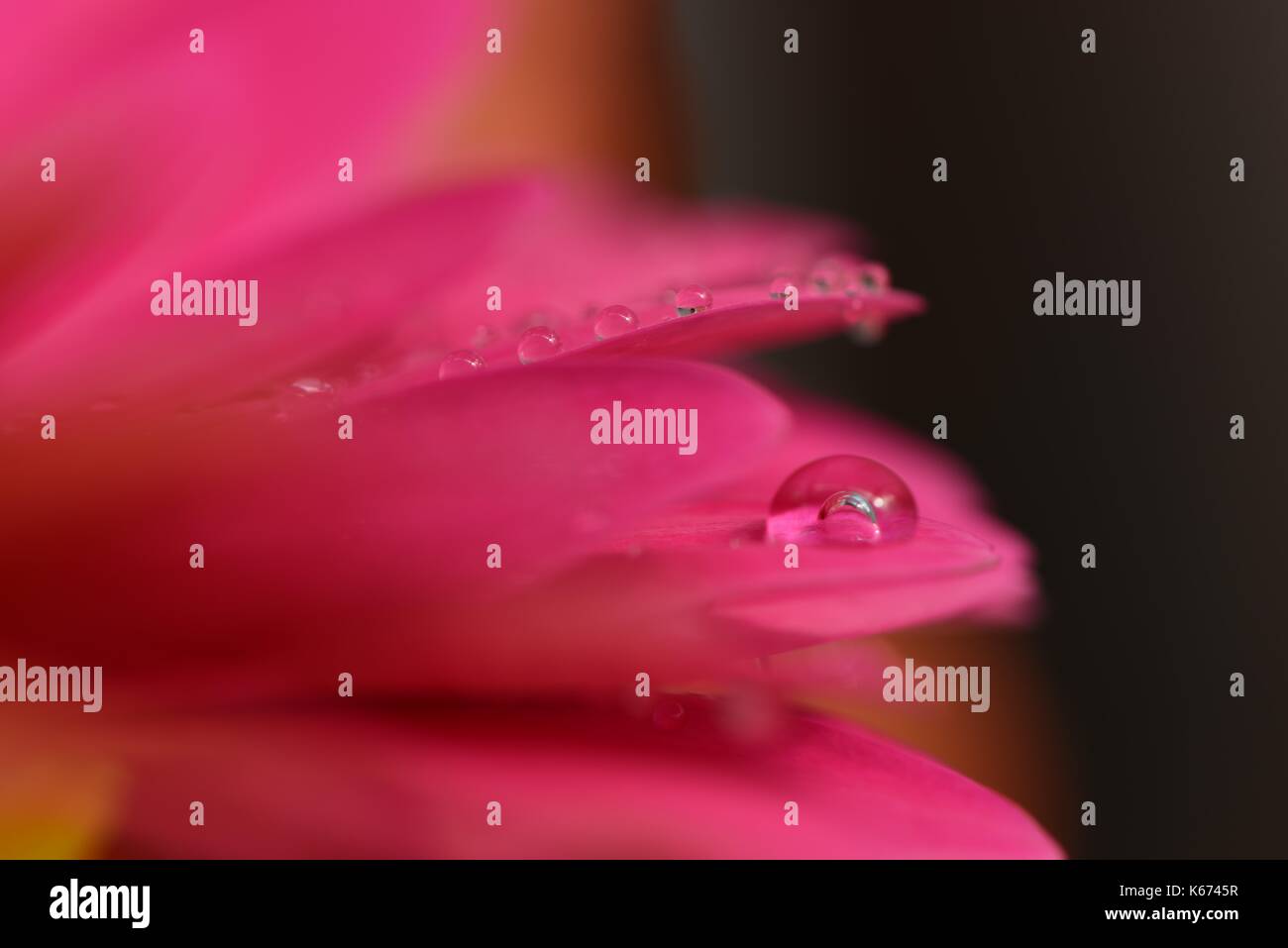 close up macro photography image of pink flower petals and rain or ...