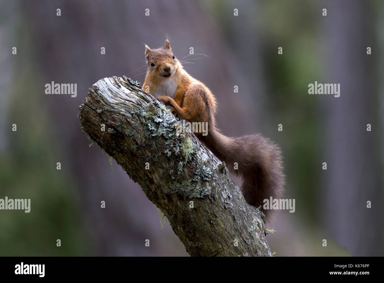 Red Squirrel (Scuirus Vulgaris), Scottish Cairngorms in August with ground carpeted in purple heather Stock Photo