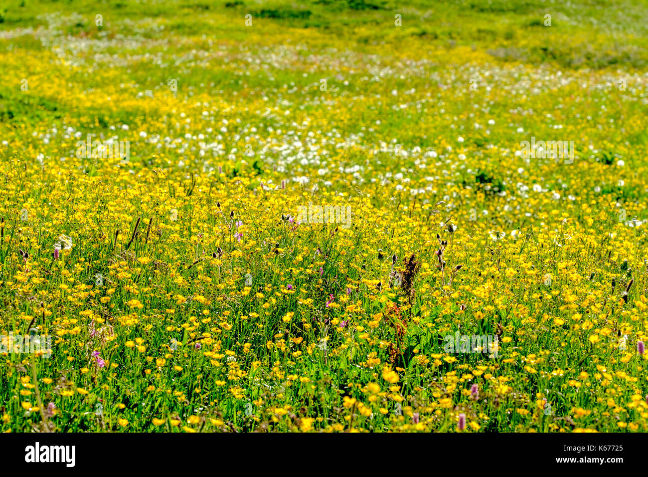 Green Meadows With Colorful Flowers On The Mountain Slopes At Alp Flix