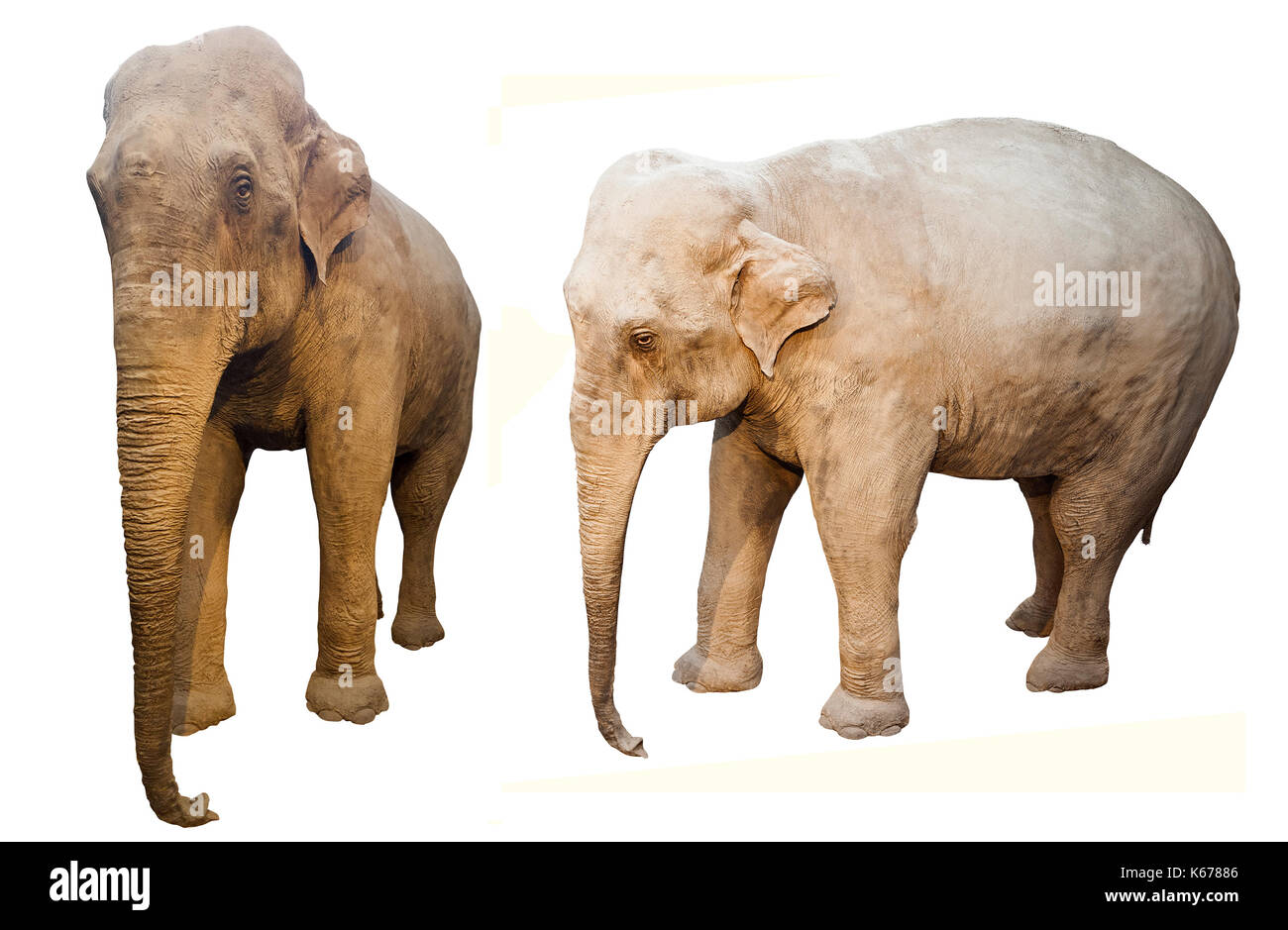 elephant animal isolated on white background Stock Photo - Alamy