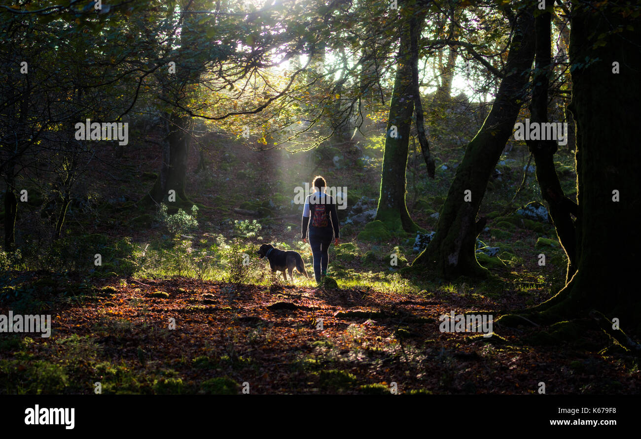 Woman walking in forest with her dog, Aralar, Navarra, Spain Stock Photo
