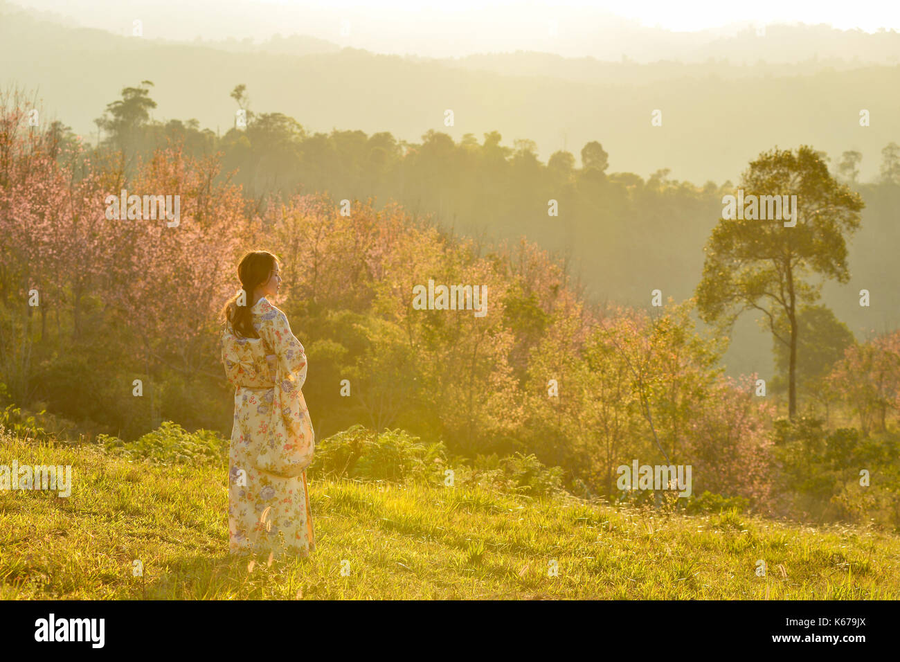 Rear view of a Woman in traditional Japanese clothing in a cherry