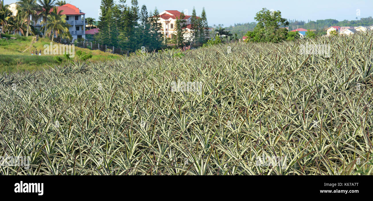MANILA, PHILIPPINES - APRIL 4, 2016:  Pineapple Plantation in the Philippines. The fruit is widely grown in the island nation. Stock Photo