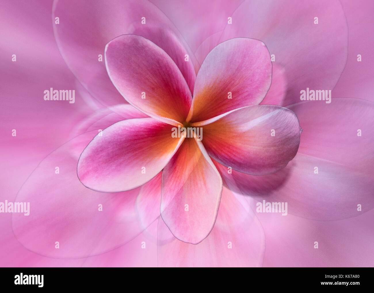 Abstract frangipani flower montage Stock Photo