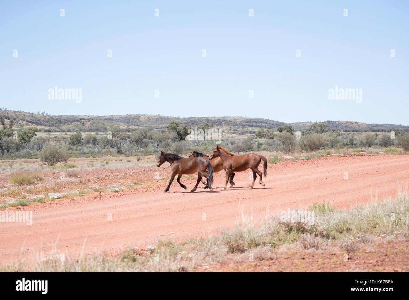 Three wild horses, Brumby, Western Australia, Australia Stock Photo