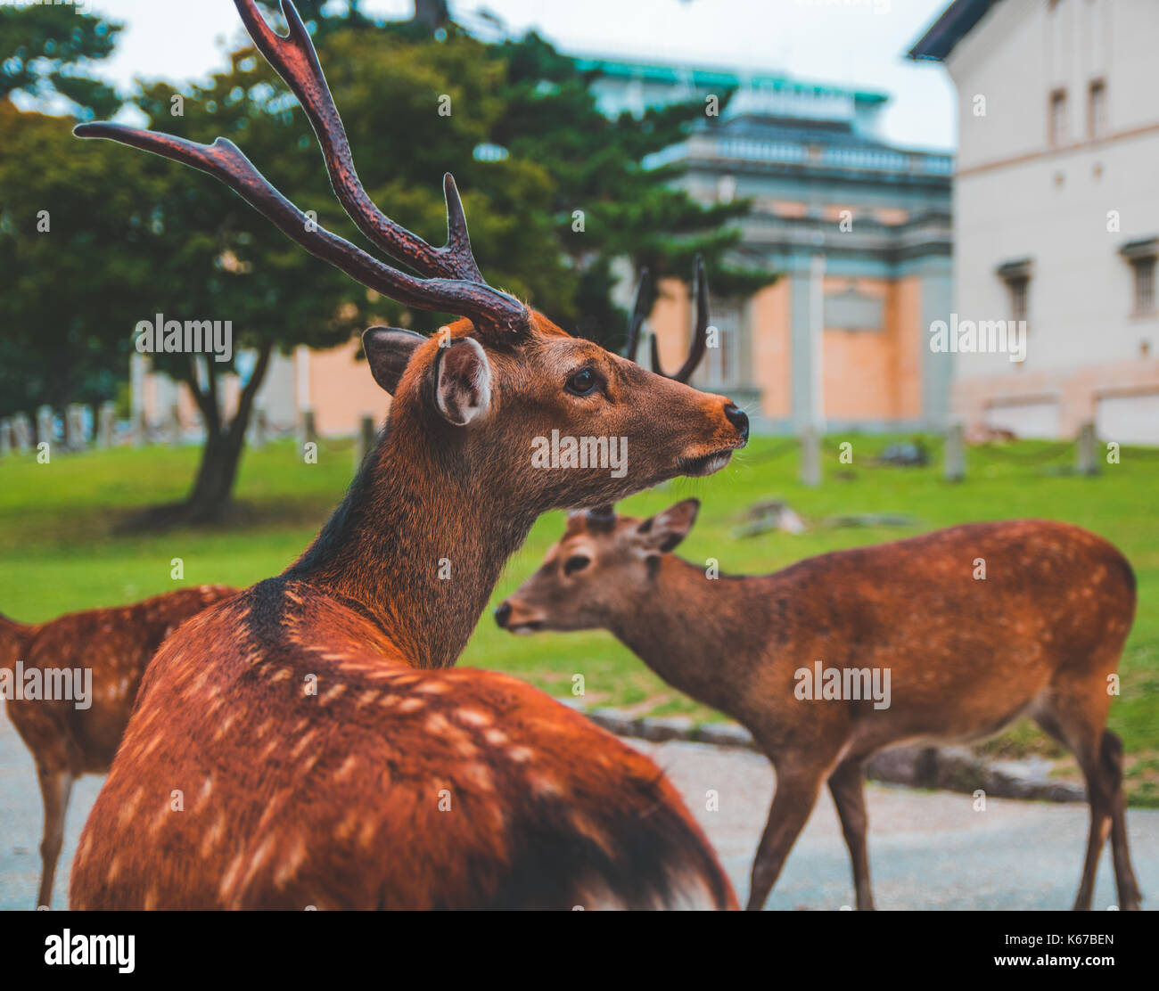 Colourful back shot of beautiful deer roaming free around Nara Park, Japan. Stock Photo