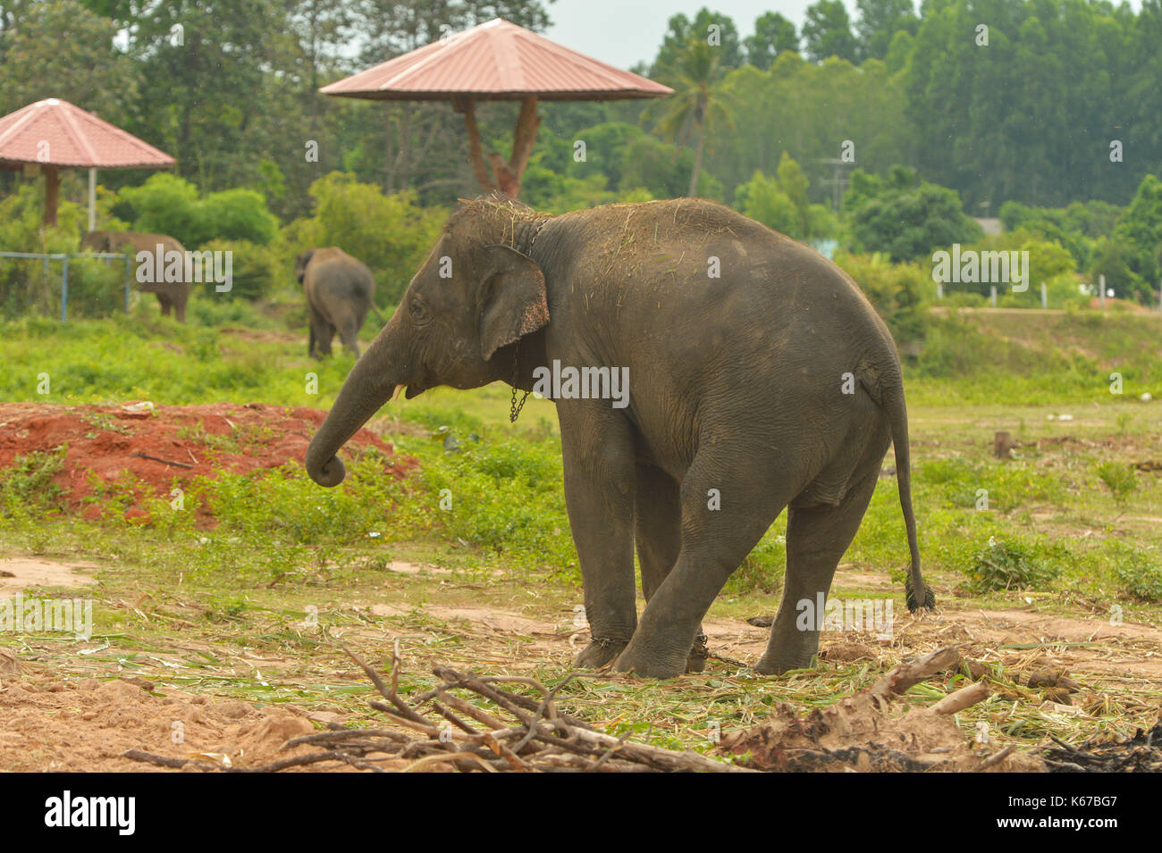 Three Elephants, Surin, Thailand Stock Photo