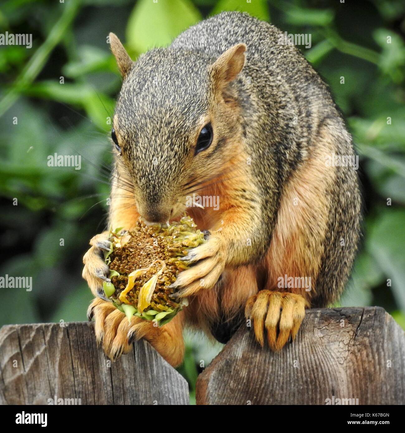 Squirrel eating a sunflower, Colorado, United States Stock Photo