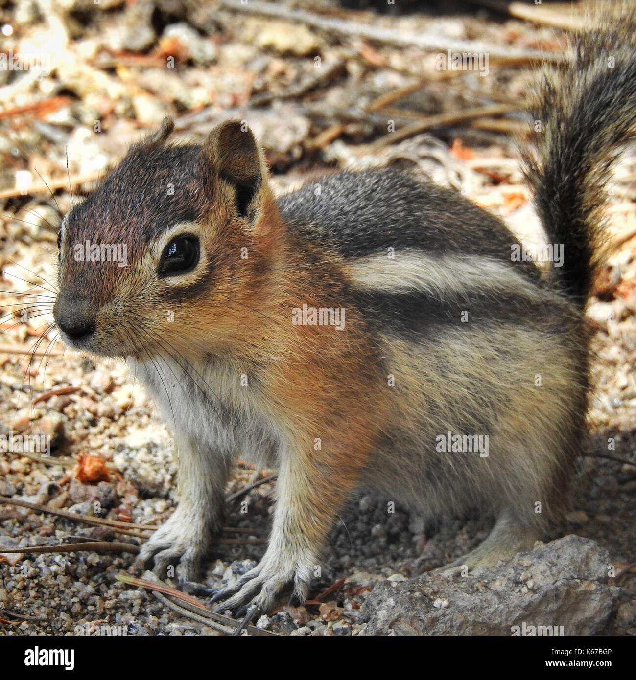 Portrait of a Chipmunk, Colorado, United States Stock Photo
