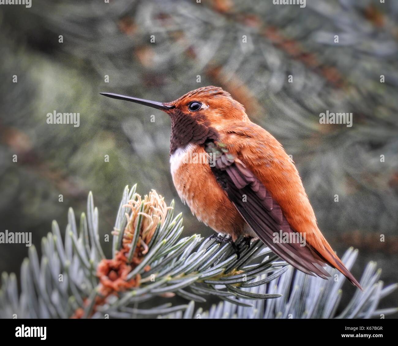 Rufus hummingbird in a pine tree, Colorado, United States Stock Photo