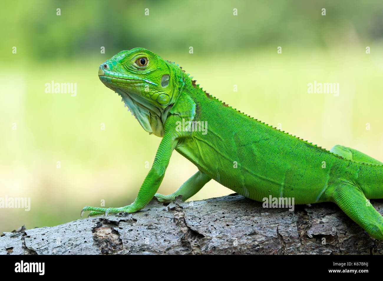 Green iguana on a branch Stock Photo