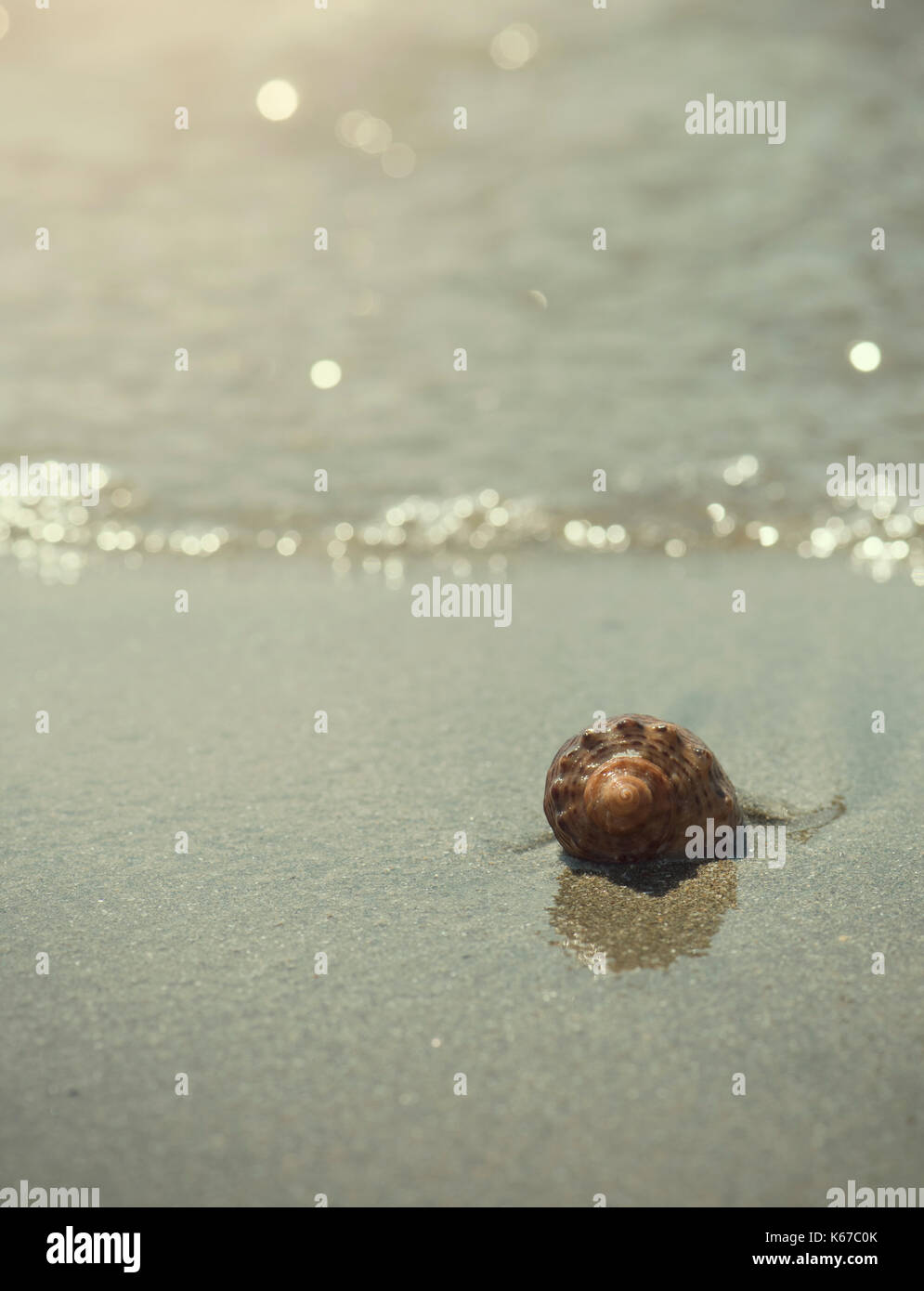 Sea shell on the beach, Bulgaria Stock Photo - Alamy