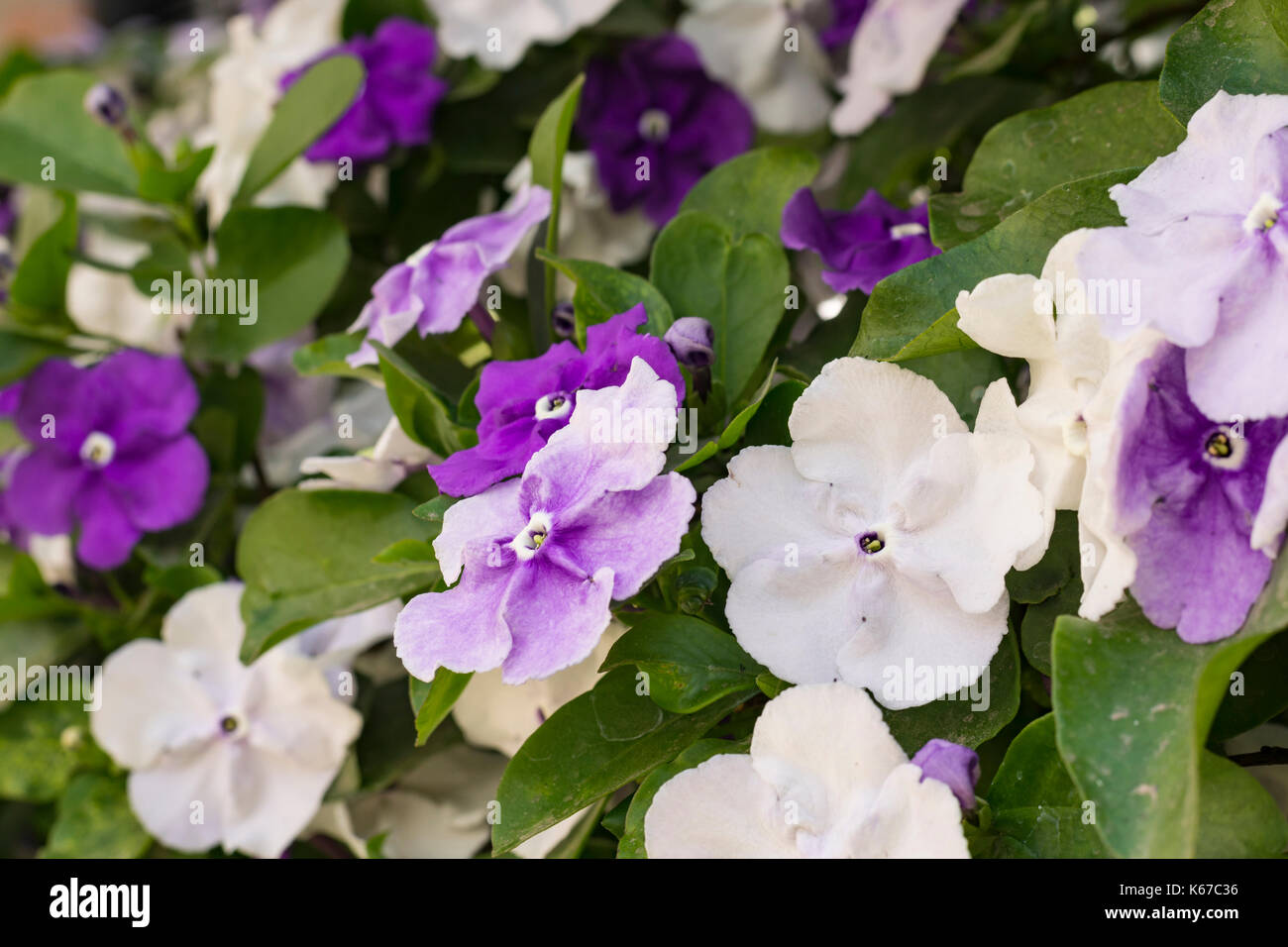 Brunfelsia pauciflora in bloom. Yesterday, today and tomorrow plant Stock Photo