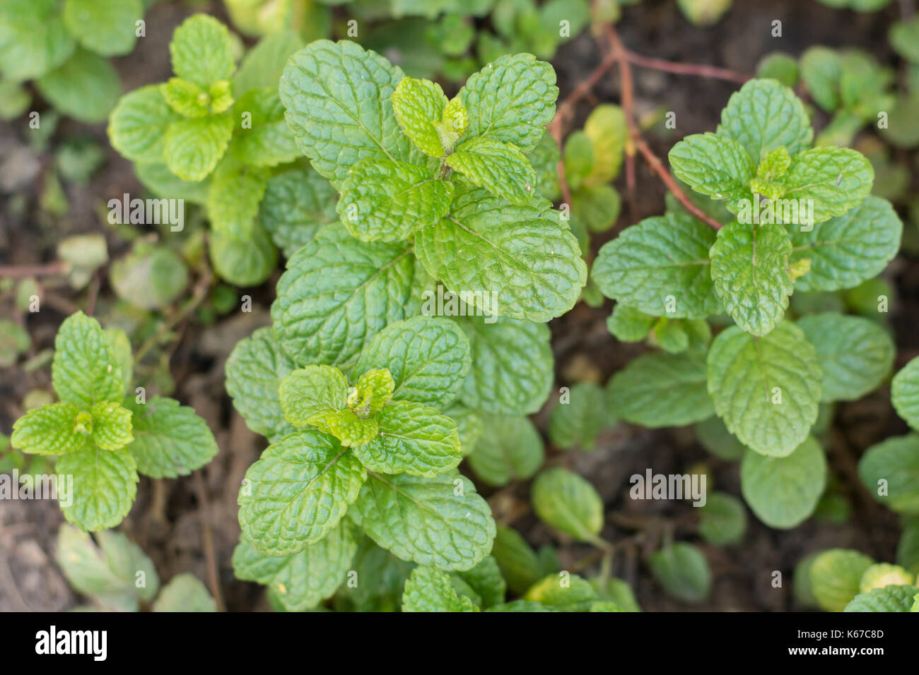 Mint plant Stock Photo