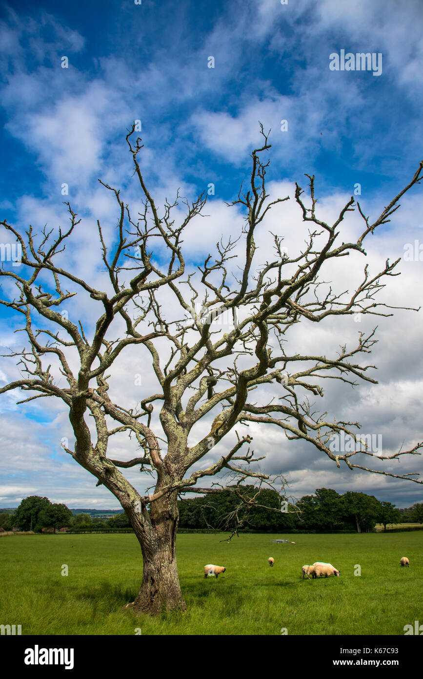 dead tree in field in Devon, England Stock Photo