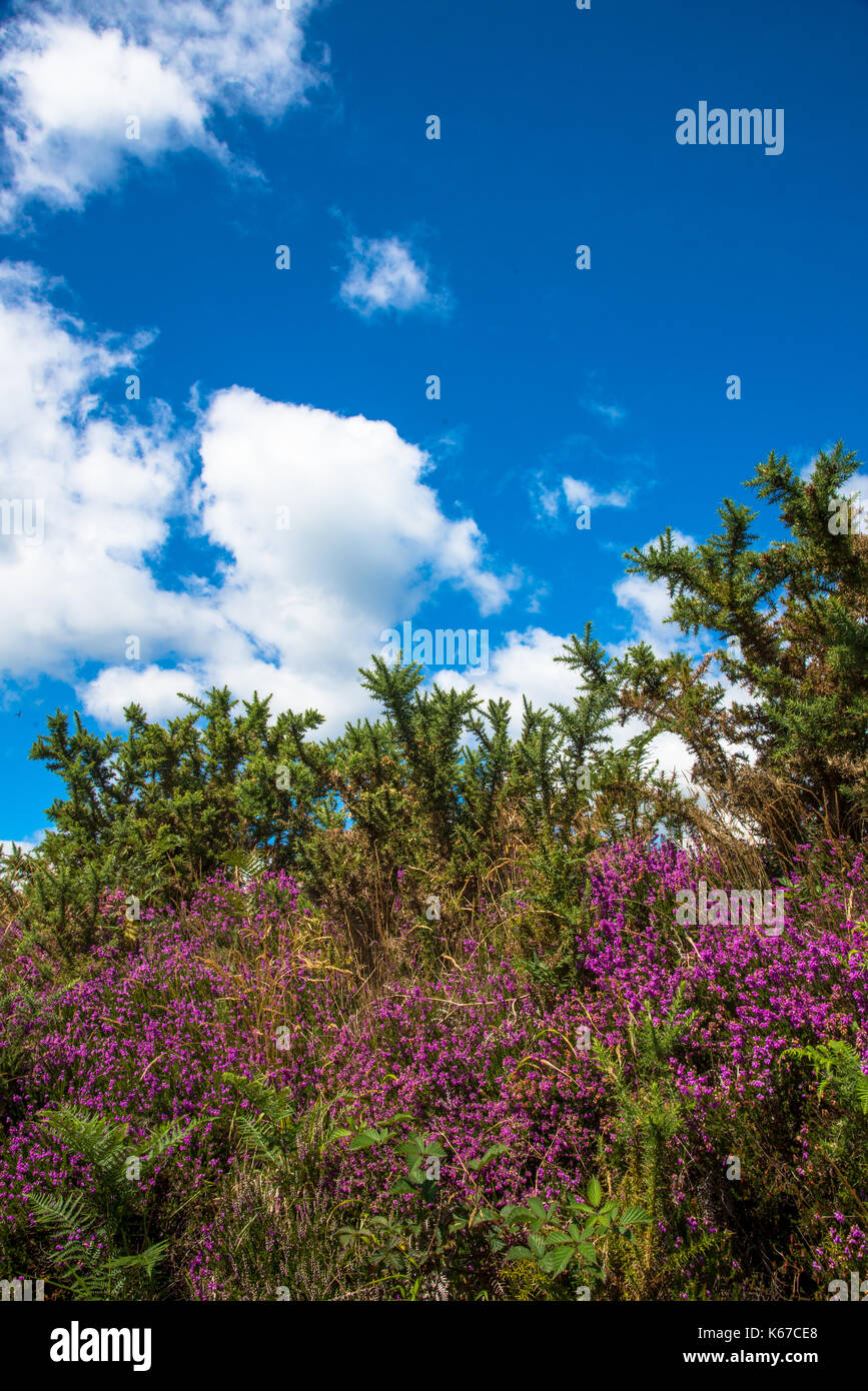 blue sky, white clouds and purple blooming heather at Studland and Godlingston Haeth National Reserve in Dorset, England Stock Photo