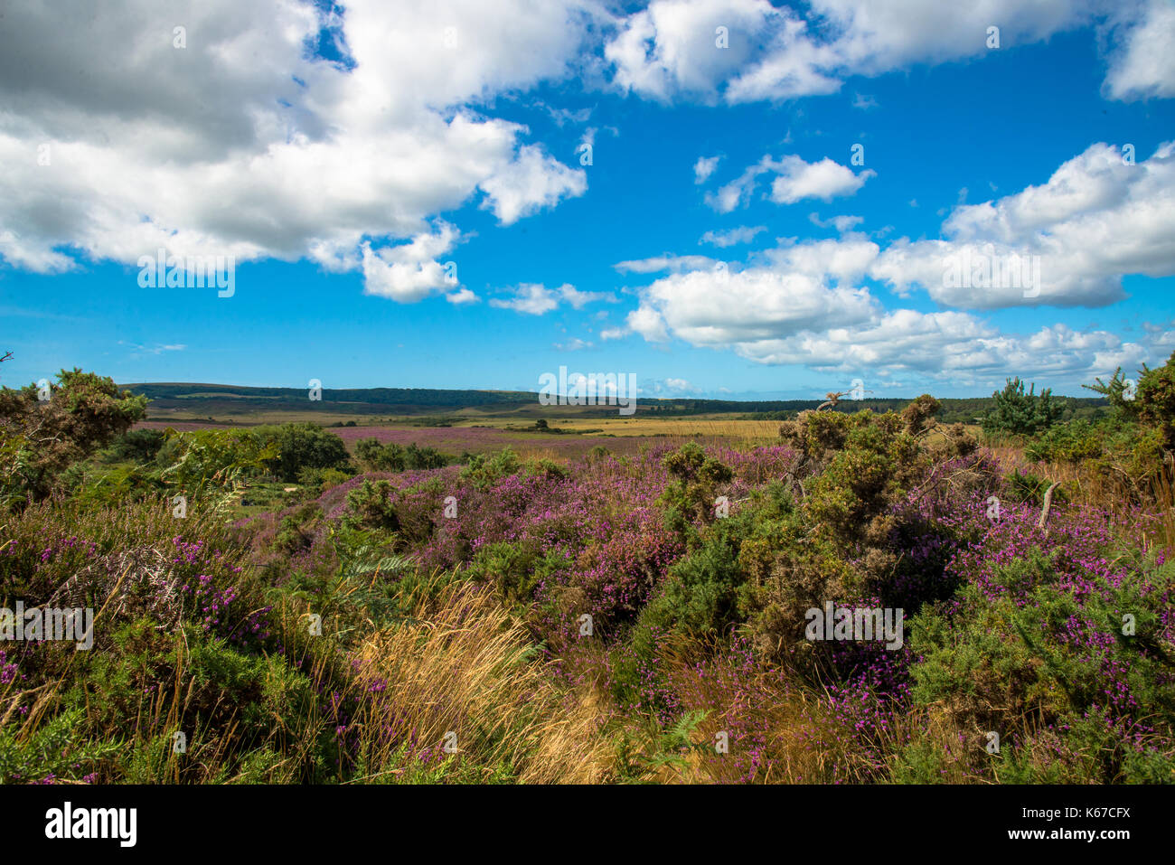 blue sky, white clouds and purple blooming heather at Studland and Godlingston Haeth National Reserve in Dorset, England Stock Photo