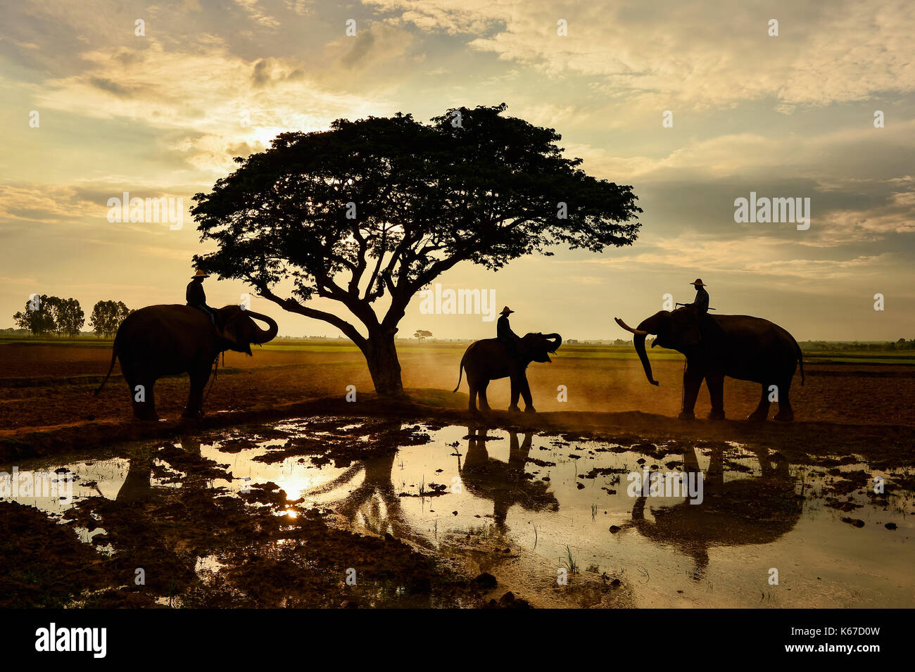 Silhouette of three men sitting on elephants by a lake, Surin, Thailand Stock Photo