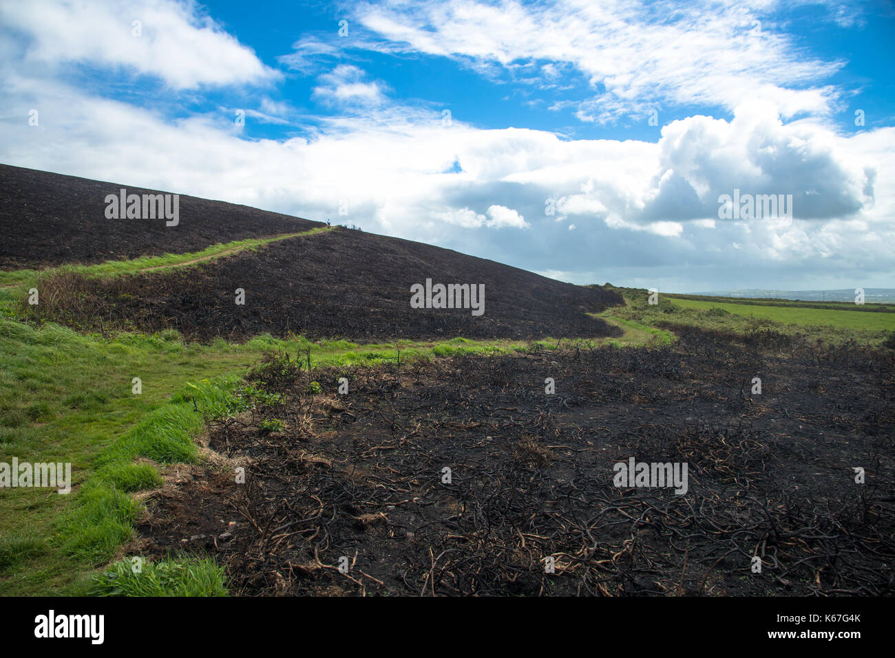 burned heather field at the Beacon, St. Agnes, England Stock Photo