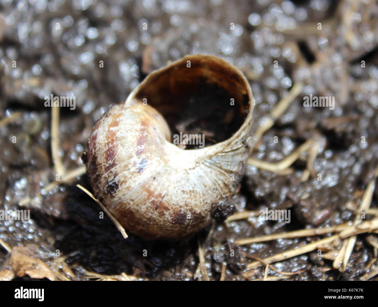 Empty snail shell Stock Photo Alamy