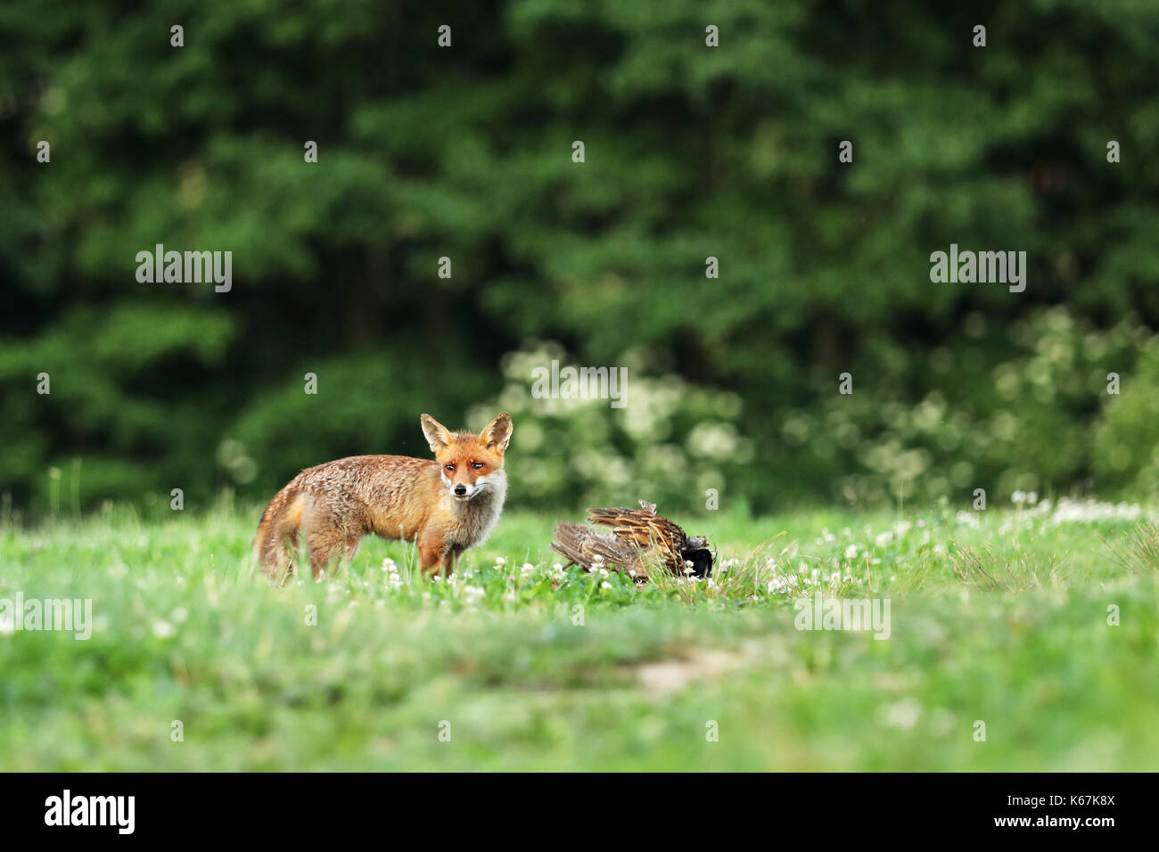 Red fox with prey on meadow - Vulpes vulpes Stock Photo