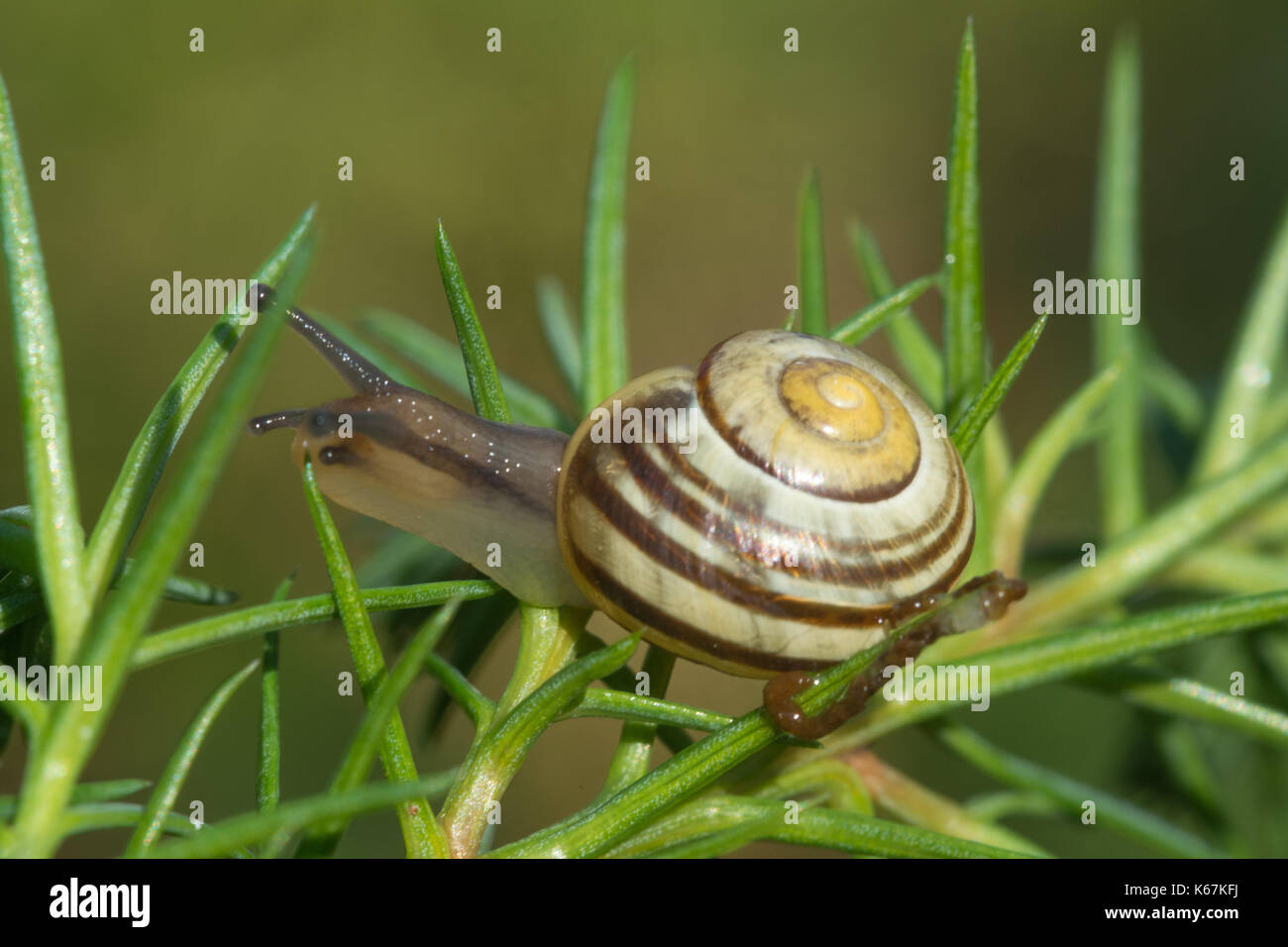 Closeup of garden snail on a pine tree Stock Photo Alamy